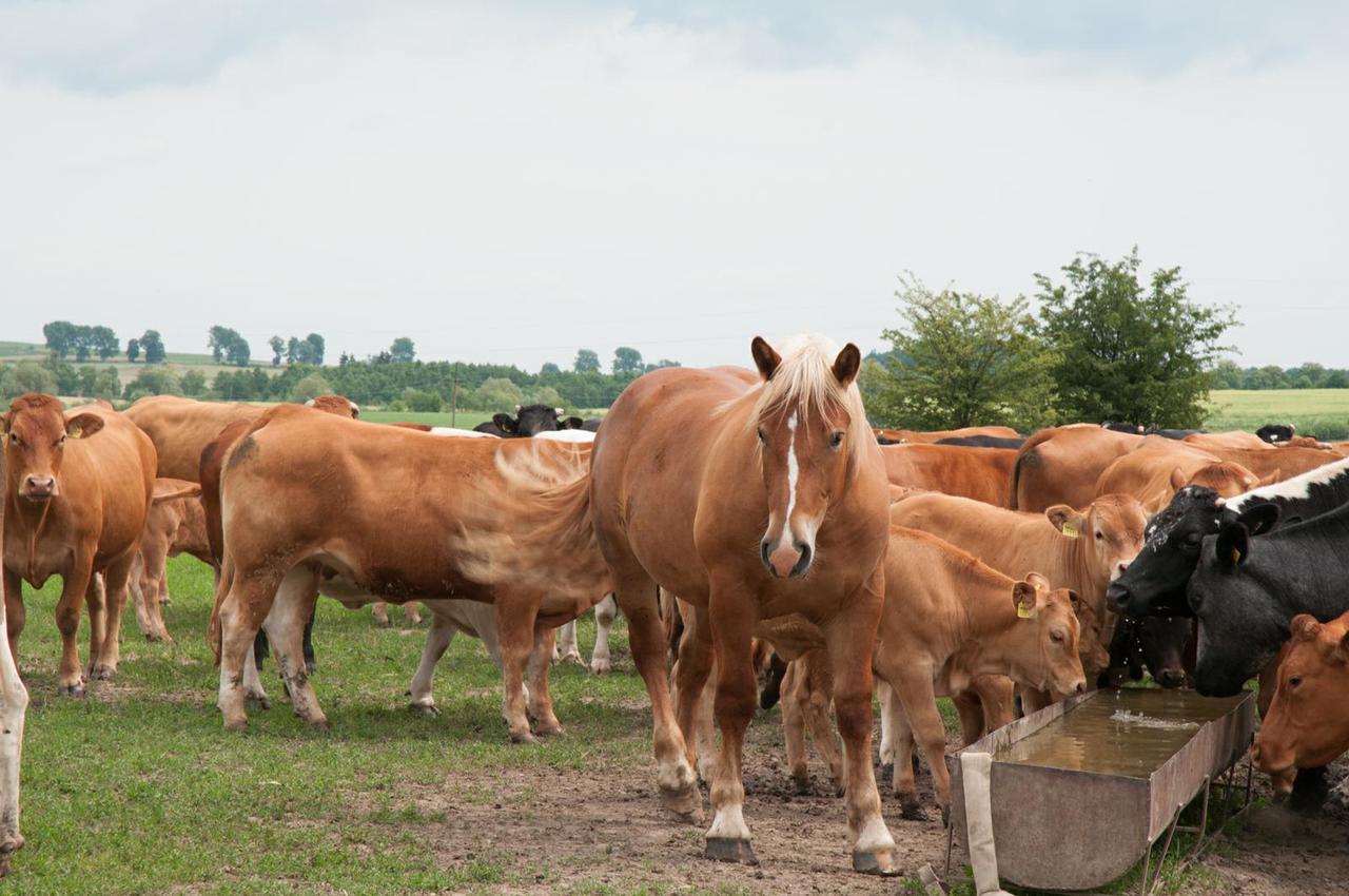 Agroturystyka Lolkowo Srokowo エクステリア 写真
